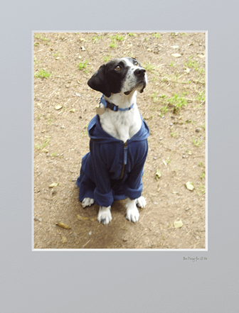 Boo wearing sweatshirt